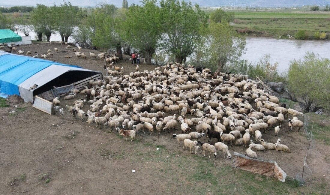 Erzincan’da hayvancılık sektöründe yaşanan çoban sorununa çözüm amacıyla Afganistan’dan getirilen