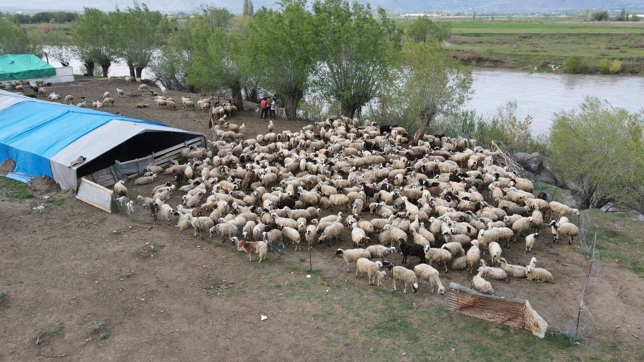 Erzincan’da hayvancılık sektöründe yaşanan çoban sorununa çözüm amacıyla Afganistan’dan getirilen