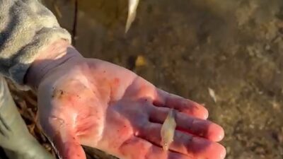Bolu’da bir balıkçının Abant Gölü’nde tuttuğu alabalığın içinden bir sürü