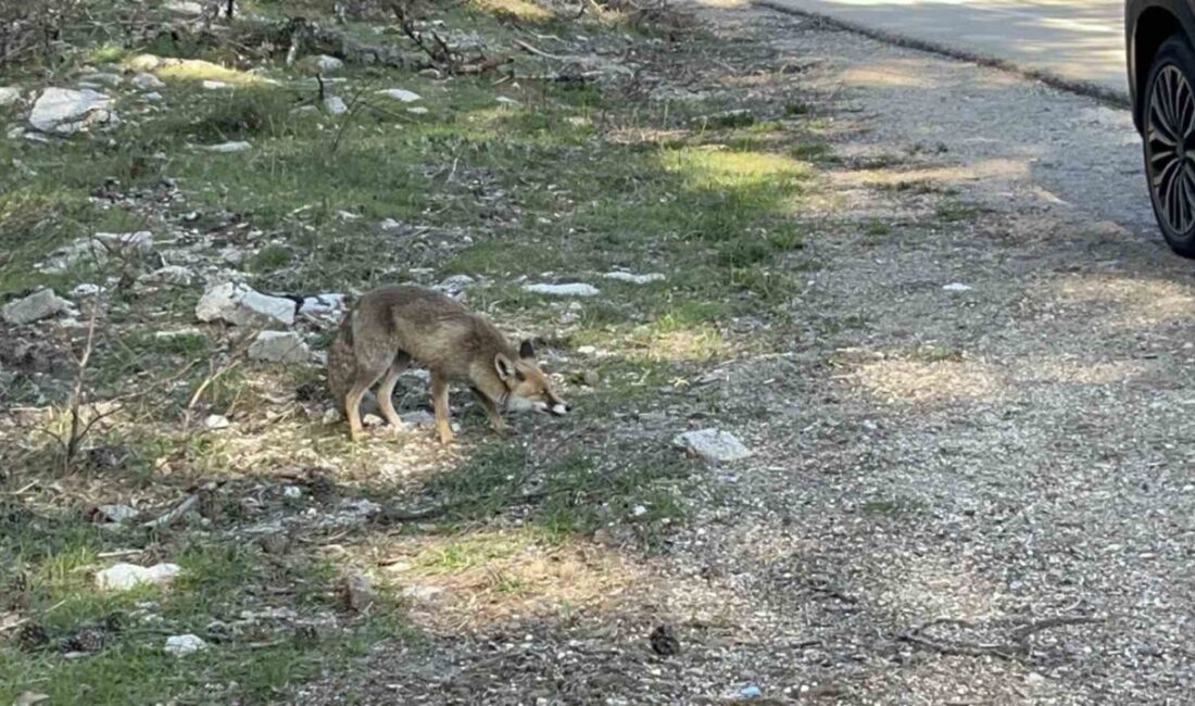 Bursa’da ailesiyle birlikte hafta sonu Uludağ’a giden Güray Akbal, dönüş