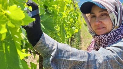 Manisa’nın Sarıgöl ilçesinde Kurban Bayramı’nın ardından üzüm üreticileri yeniden bağların