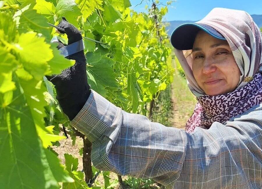 Manisa’nın Sarıgöl ilçesinde Kurban Bayramı’nın ardından üzüm üreticileri yeniden bağların