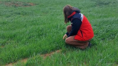 Uşak İl Tarım ve Orman Müdürlüğü ekipleri, buğdayda verim kaybına