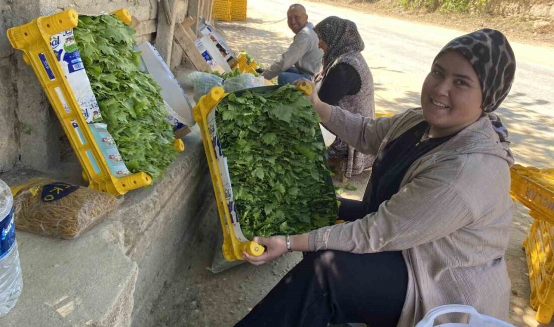 Alaşehir’de üzüm hasadı öncesi toplanan asma yaprakları, üreticinin yüzünü güldürdü.