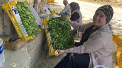 Alaşehir’de üzüm hasadı öncesi toplanan asma yaprakları, üreticinin yüzünü güldürdü.