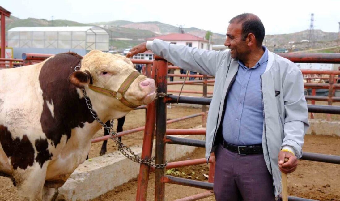 Türkiye’nin önemli hayvancılık merkezlerinden biri olan Van’da, Kurban Bayramı’nın yaklaşmasıyla