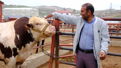 Türkiye’nin önemli hayvancılık merkezlerinden biri olan Van’da, Kurban Bayramı’nın yaklaşmasıyla