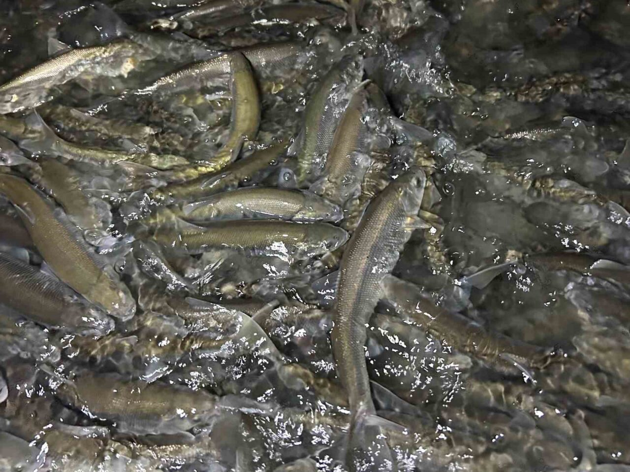 Dünyada sadece Van Gölü’nde yaşayan inci kefalinin üreme dönemi nedeniyle