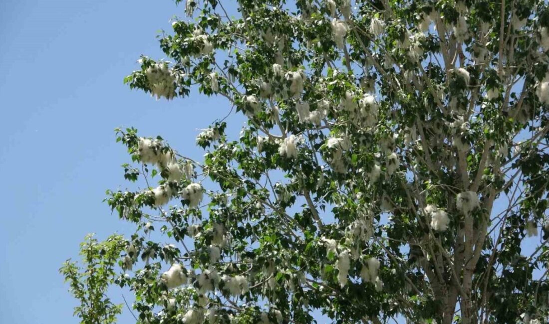 Van İl Sağlık Müdürlüğü Halk Sağlığı Hizmetleri Başkanlığı Bulaşıcı Hastalıklar
