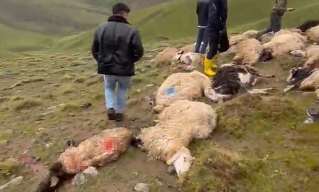 Van’ın Çaldıran ilçesinde arazide bulunan sürüye yıldırım isabet etmesi sonucu