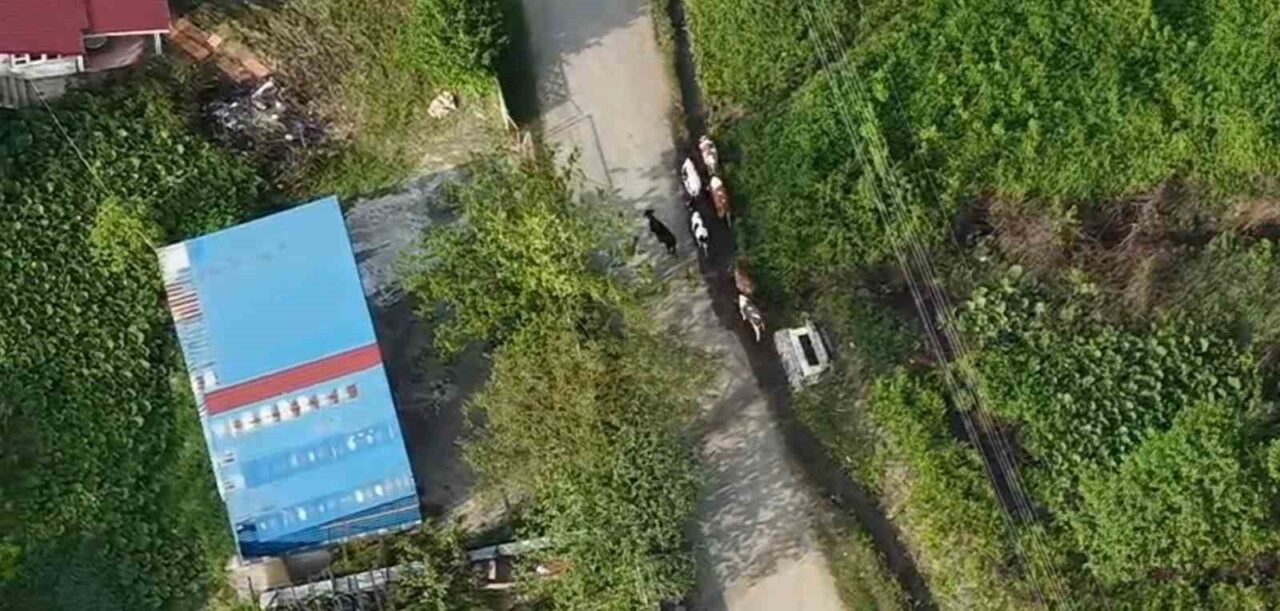 Sakarya’nın Hendek ilçesinde otladıkları sırada kaybolan 7 adet büyükbaş hayvan,