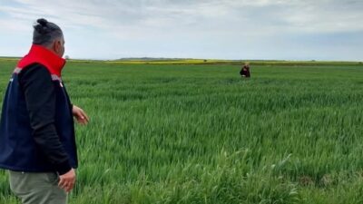 Marmaraereğlisi ilçesinde ziraat mühendisleri tarafından yürütülen saha çalışmalarında süne mücadelesi,