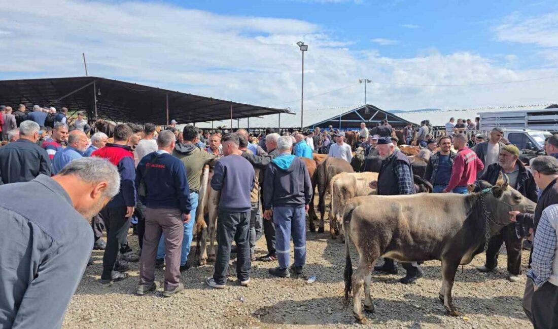 Samsun’un Vezirköprü ilçesinde kurulan canlı hayvan pazarı, Kurban Bayramı’na saatler