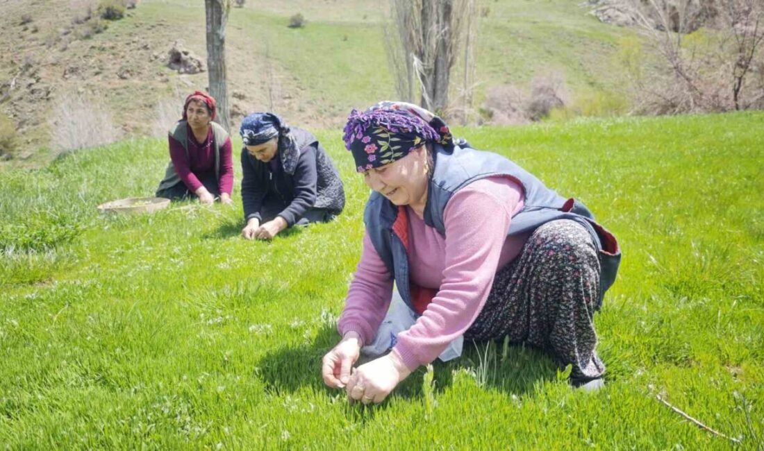 Sivas’ta şiirlere türkülere konu olan madımak sezonu açıldı. Kadınların bin
