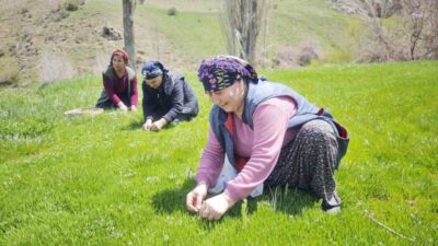 Sivas’ta şiirlere türkülere konu olan madımak sezonu açıldı. Kadınların bin