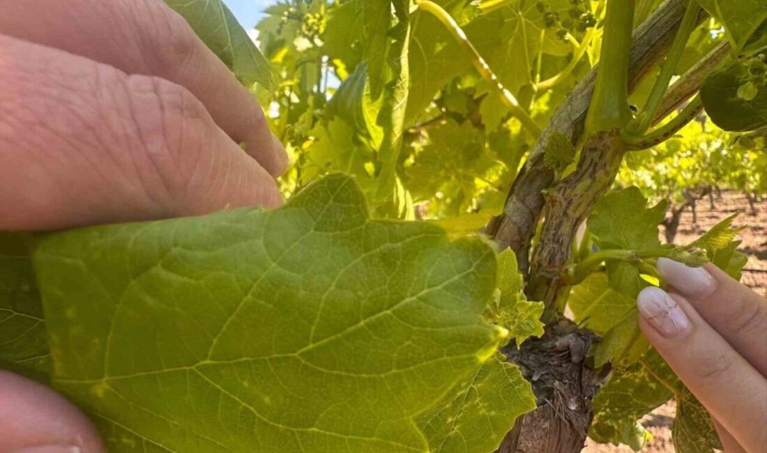 Manisa’nın Salihli ilçesinde etkili olan yağışlı ve nemli hava, bağlarda