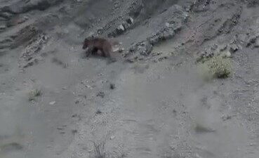 Bilecik’te bir yamaca tırmanmaya çalışan ve devamlı ayağı kayarak yuvarlanan