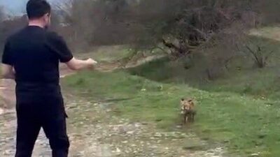 Bolu’da bir vatandaş, yanına yaklaşan tilkiyi elleriyle besledi. O anlar