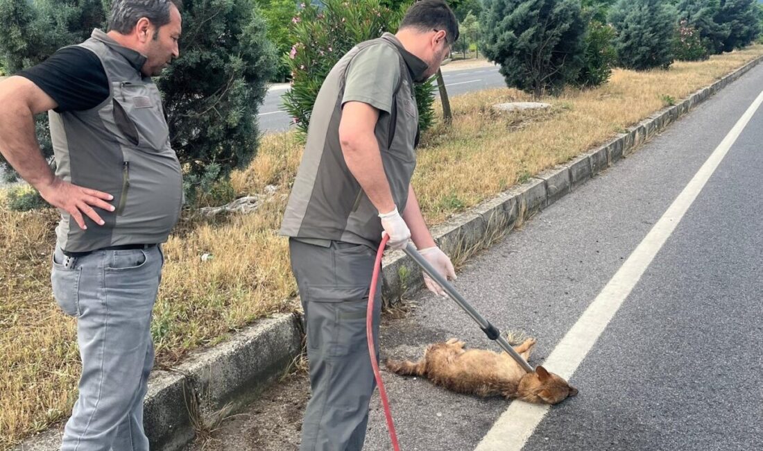 Manisa’nın Ahmetli ilçesinde araç çarpması sonucu yaralanan çakal, Doğa Koruma