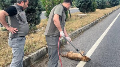 Manisa’nın Ahmetli ilçesinde araç çarpması sonucu yaralanan çakal, Doğa Koruma