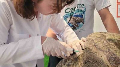 Aydın’ın Kuşadası ilçesinde yaralı halde bulunan caretta caretta tedavi altına