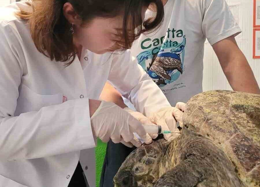Aydın’ın Kuşadası ilçesinde yaralı halde bulunan caretta caretta tedavi altına