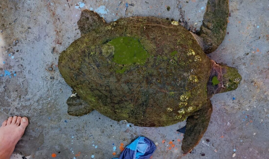 Aydın’ın Kuşadası ilçesinde vatandaşlar tarafından yaralı halde bulunan caretta caretta
