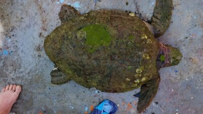 Aydın’ın Kuşadası ilçesinde vatandaşlar tarafından yaralı halde bulunan caretta caretta