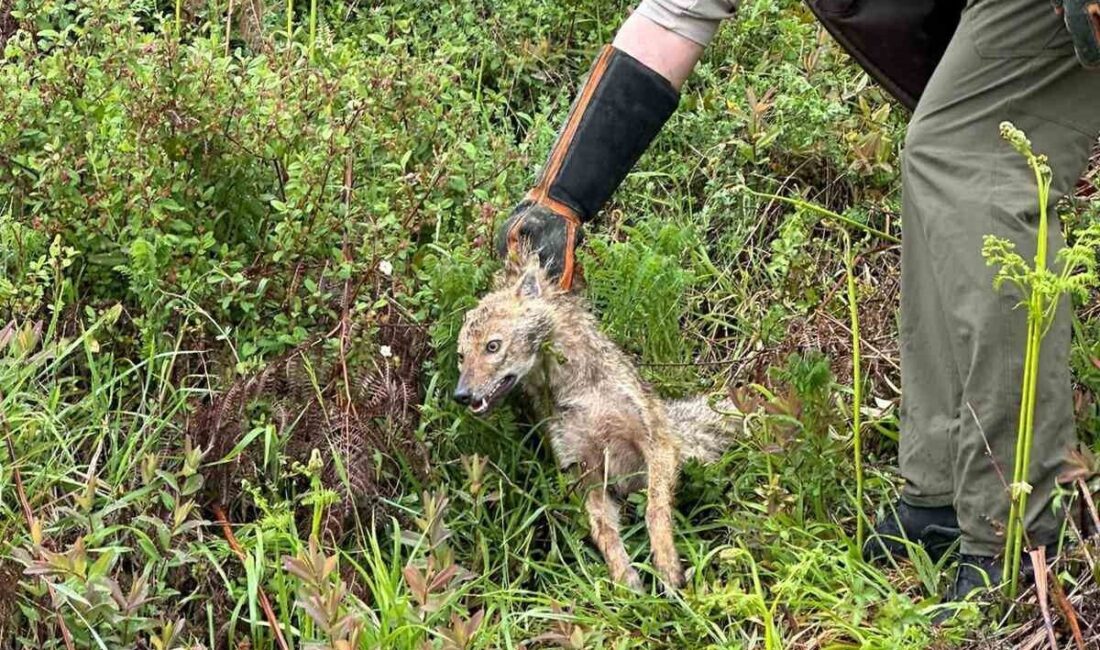 Zonguldak’ın Alaplı ilçesinde yolda yaralı halde bulunan çakal, Doğa Koruma