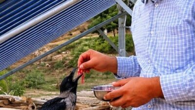 Kahramanmaraş’ta bir vatandaş bulduğu yaralı kargayı eliyle besledi. Dulkadiroğlu ilçesi