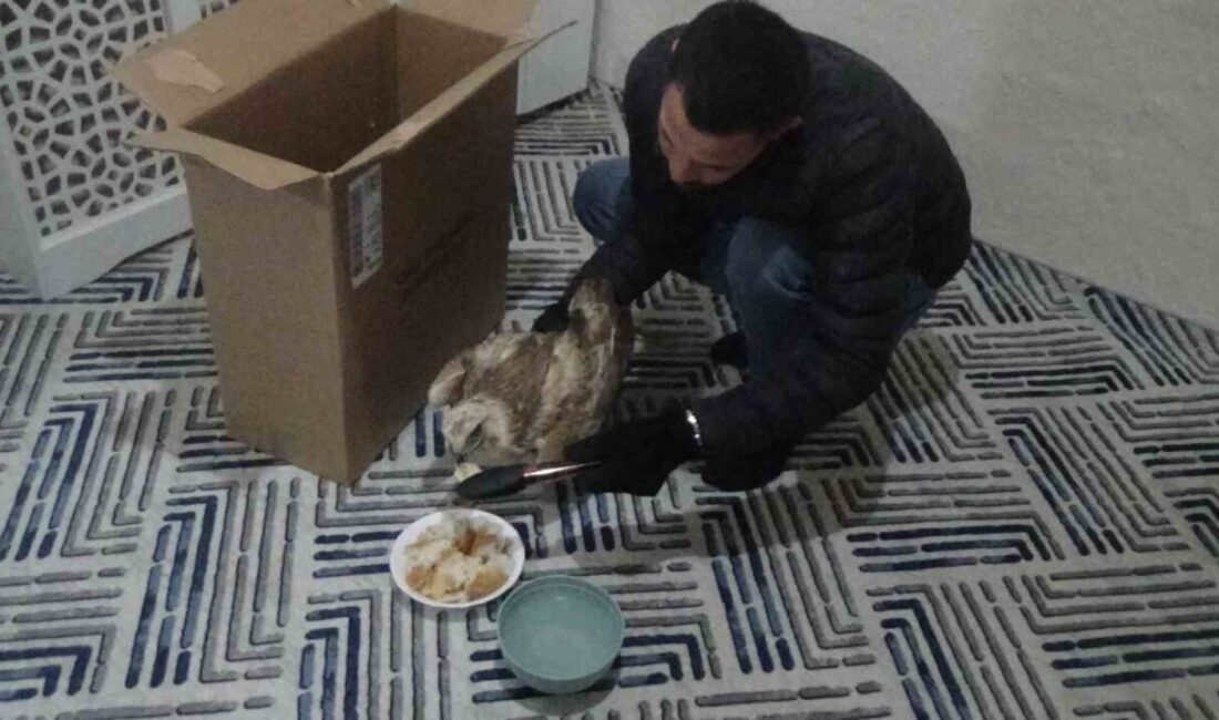 Konya’nın Karapınar ilçesinde yaralı bir kızıl şahin tedavi altına alındı.