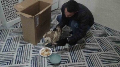 Konya’nın Karapınar ilçesinde yaralı bir kızıl şahin tedavi altına alındı.