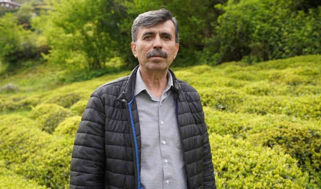 Rize, Artvin, Trabzon, Giresun ve Ordu’nun geçim kaynağı olan çayda