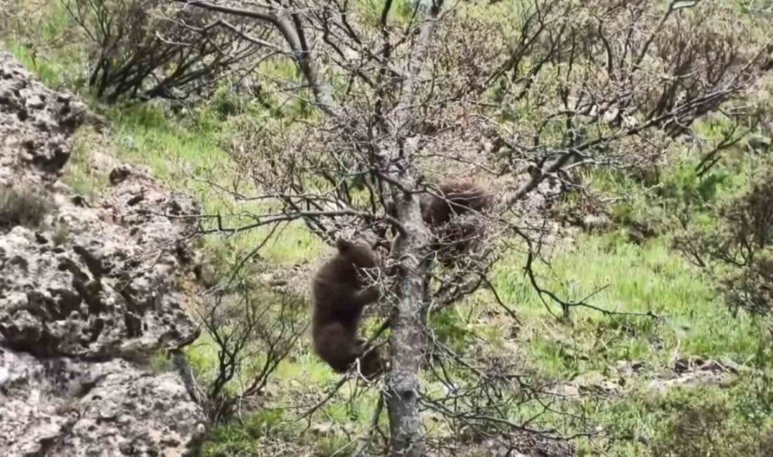 Tunceli’nin Pülümür ilçesinde yavru ayıların meşe ağacına tırmanarak oyun oynamaları
