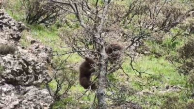 Tunceli’nin Pülümür ilçesinde yavru ayıların meşe ağacına tırmanarak oyun oynamaları