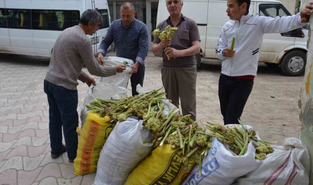 Doğu Anadolu Bölgesi’nin yüksek rakımlı yaylalarında doğal olarak yetişen ve