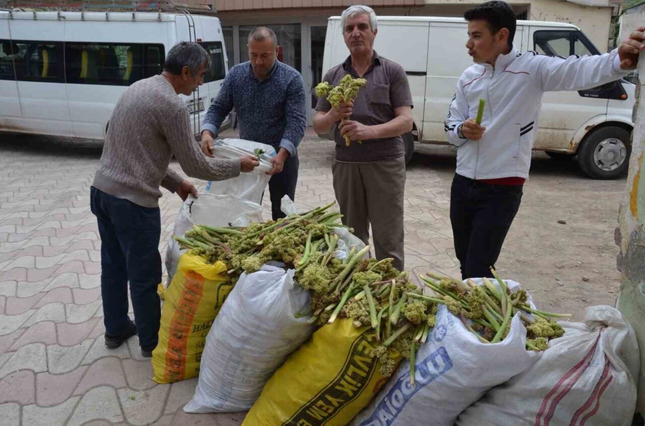 Doğu Anadolu Bölgesi’nin yüksek rakımlı yaylalarında doğal olarak yetişen ve