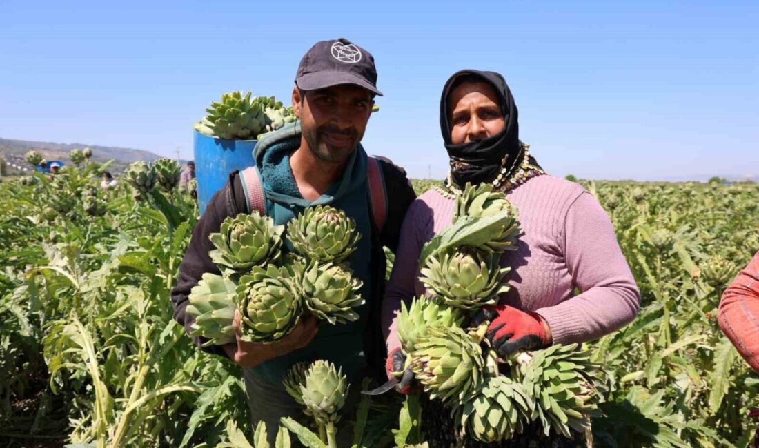 Aydın’ın Efeler ilçesi Gölhisar Mahallesi’nde enginar hasadı tüm hızıyla sürüyor.