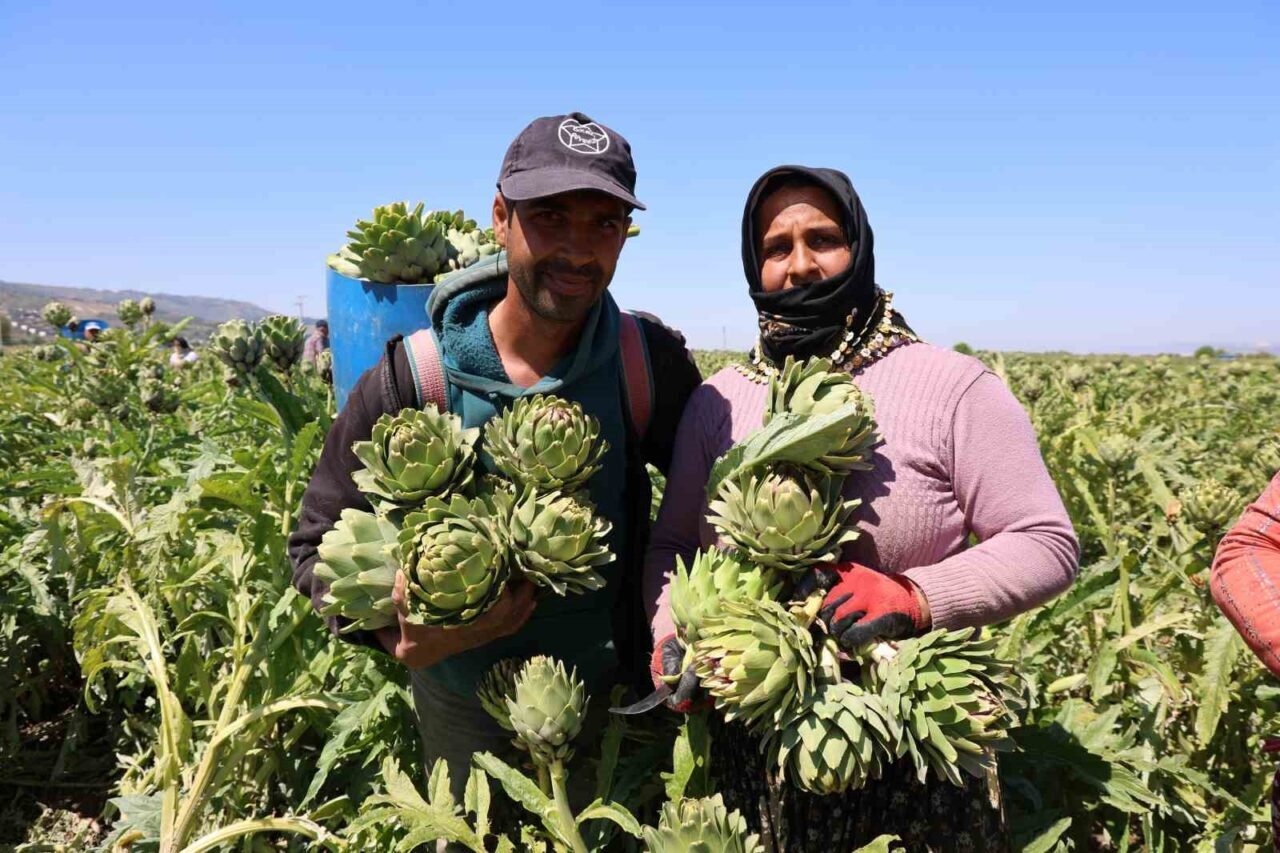 Aydın’ın Efeler ilçesi Gölhisar Mahallesi’nde enginar hasadı tüm hızıyla sürüyor.