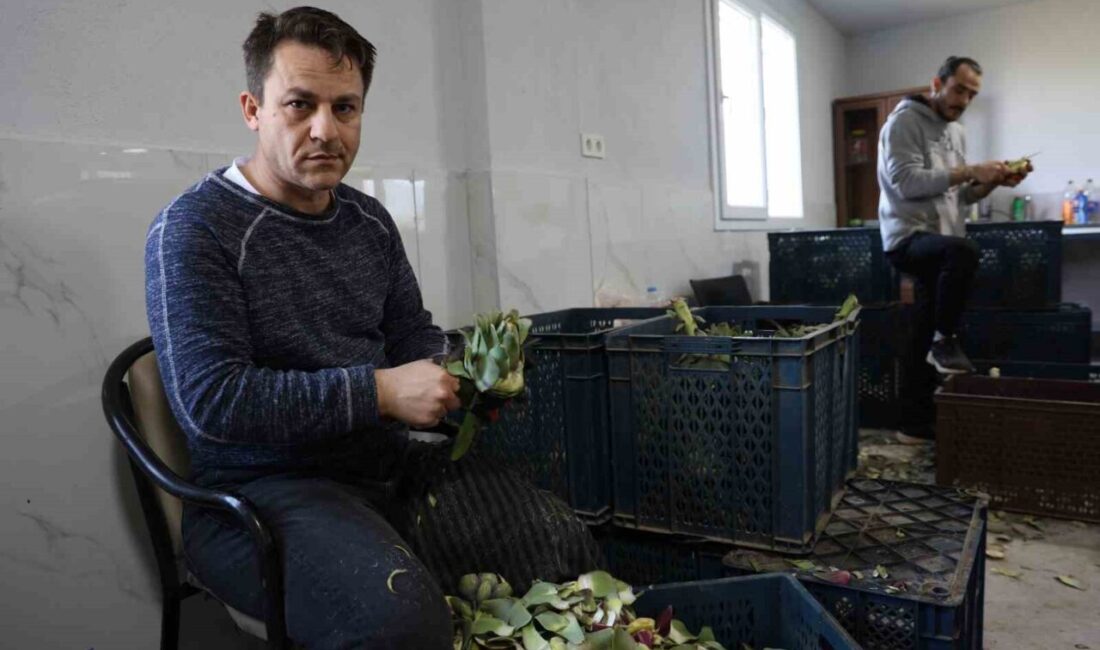 Türkiye’nin önemli tarım kentlerinden Aydın’da bahar aylarıyla birlikte enginar hasadı