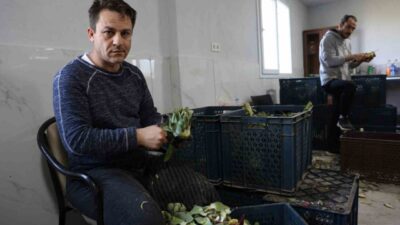 Türkiye’nin önemli tarım kentlerinden Aydın’da bahar aylarıyla birlikte enginar hasadı