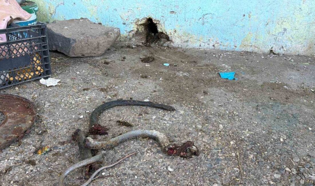 Şanlıurfa’nın Siverek ilçesinde bir eve giren yılanı öldürmek amacıyla av