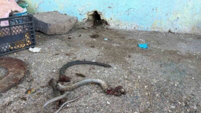 Şanlıurfa’nın Siverek ilçesinde bir eve giren yılanı öldürmek amacıyla av