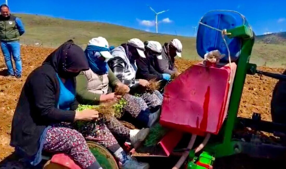 Afyonkarahisar’ın Dinar ilçesinde hayata geçirilen ‘Kekik Yetiştiriciliği’ projesi ile yıllardan