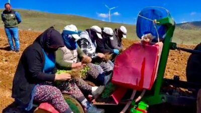 Afyonkarahisar’ın Dinar ilçesinde hayata geçirilen ‘Kekik Yetiştiriciliği’ projesi ile yıllardan