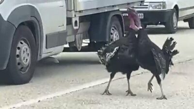 Karabük’ün Eflani ilçesinde yol ortasında kavga eden iki hindi, trafiği