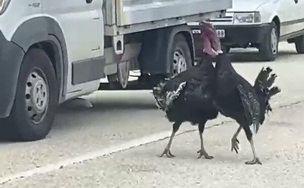 Karabük’ün Eflani ilçesinde yol ortasında kavga eden iki hindi, trafiği
