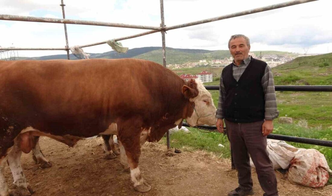 Kurban Bayramına saatler kala Yozgat’taki canlı hayvan pazarında hareketlilik sürüyor.
