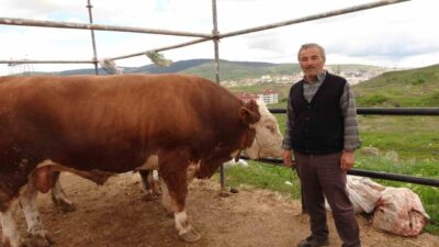 Kurban Bayramına saatler kala Yozgat’taki canlı hayvan pazarında hareketlilik sürüyor.