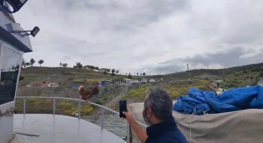 Yozgat’ın Çekerek ilçesinde balıkçı teknesinin korkuluklarına çıkan tavuk görenleri gülümsetti.